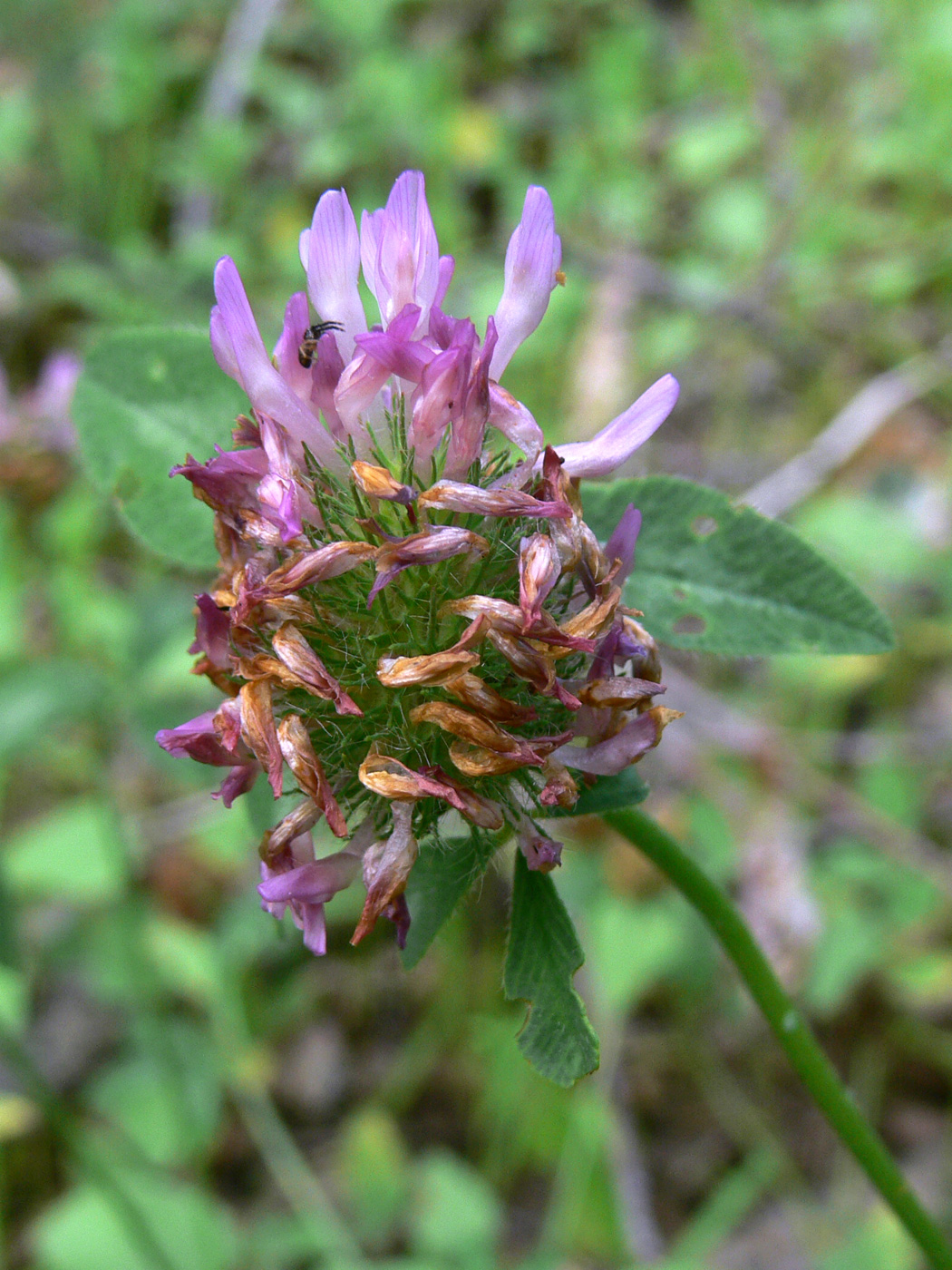 Image of Trifolium pratense specimen.