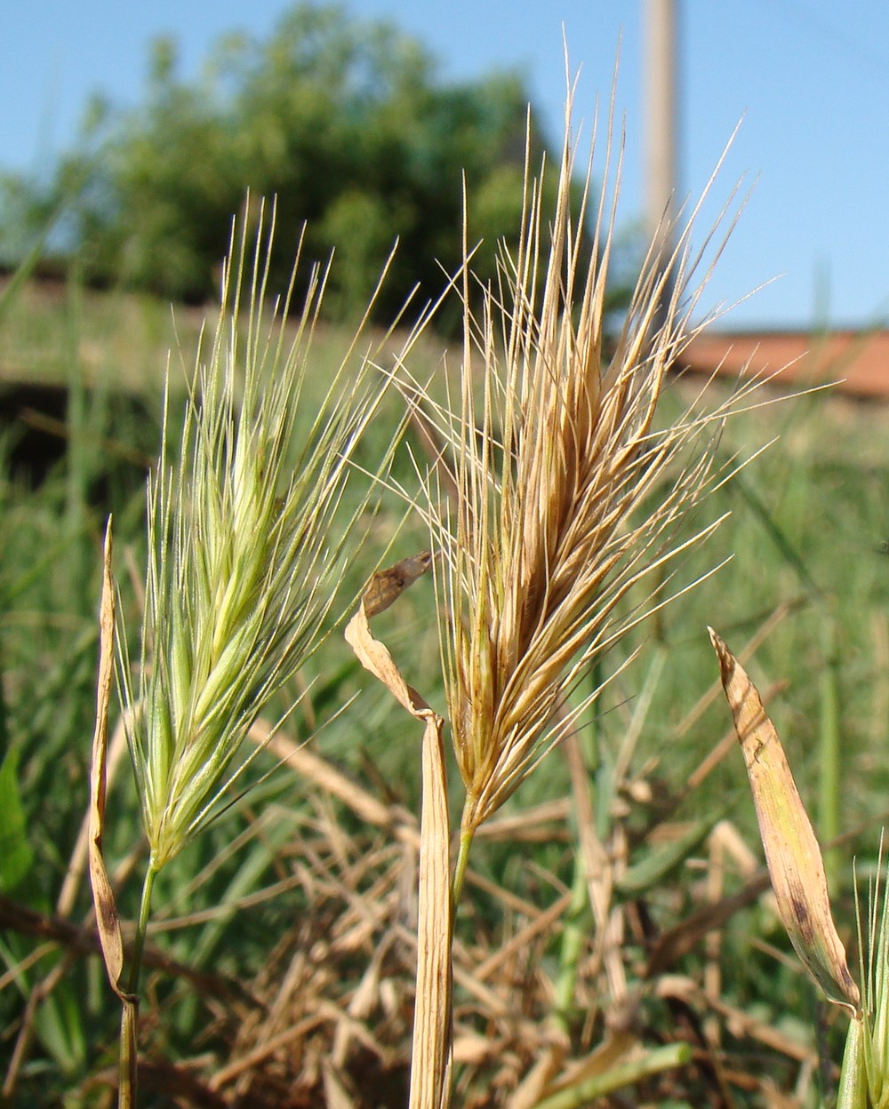 Image of genus Hordeum specimen.