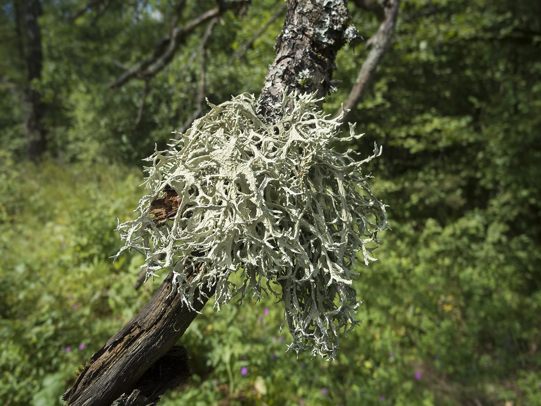 Image of genus Evernia specimen.