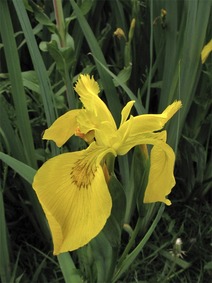 Image of Iris pseudacorus specimen.