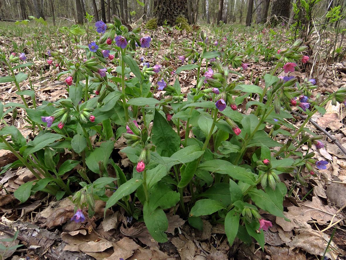 Изображение особи Pulmonaria obscura.