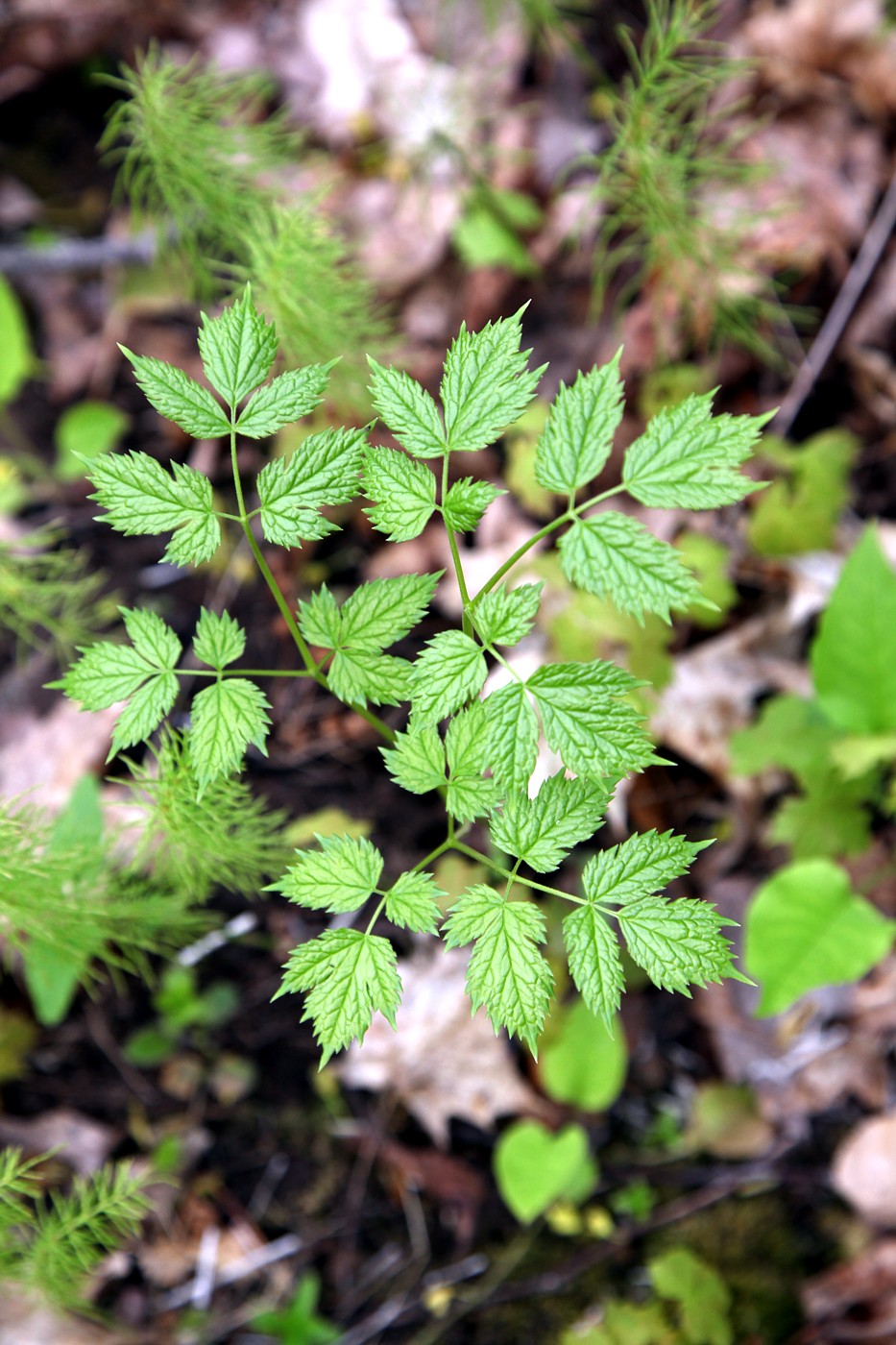 Изображение особи Actaea spicata.