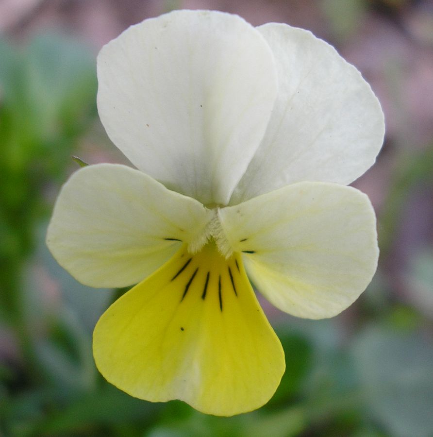 Image of Viola matutina specimen.