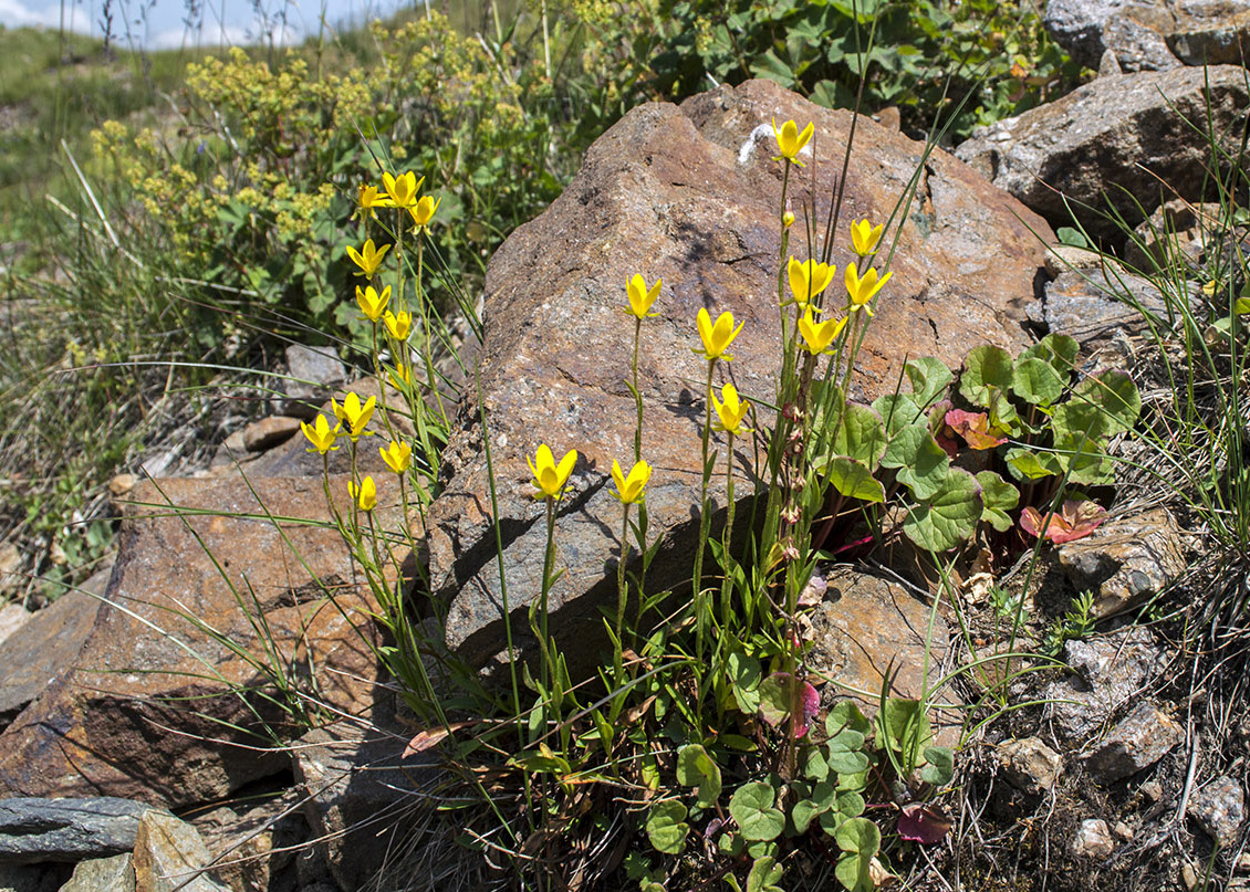 Image of Saxifraga hirculus specimen.