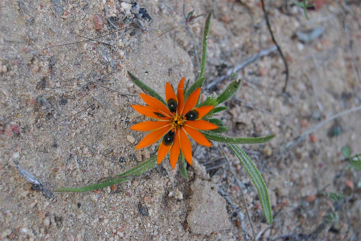 Image of Gorteria diffusa specimen.