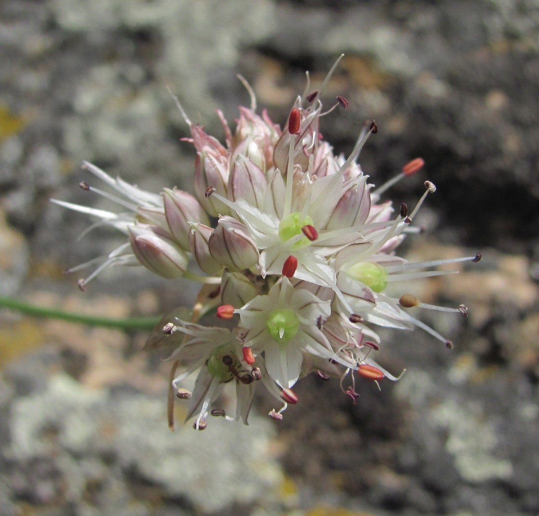 Изображение особи Allium saxatile.