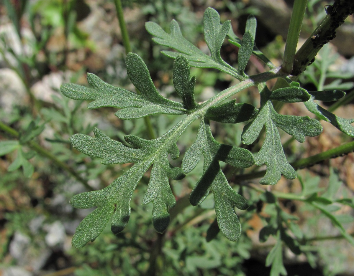 Image of Pyrethrum glanduliferum specimen.