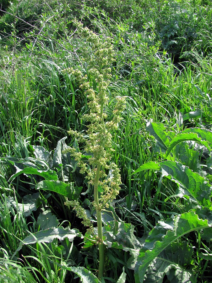 Image of Rumex crispus specimen.