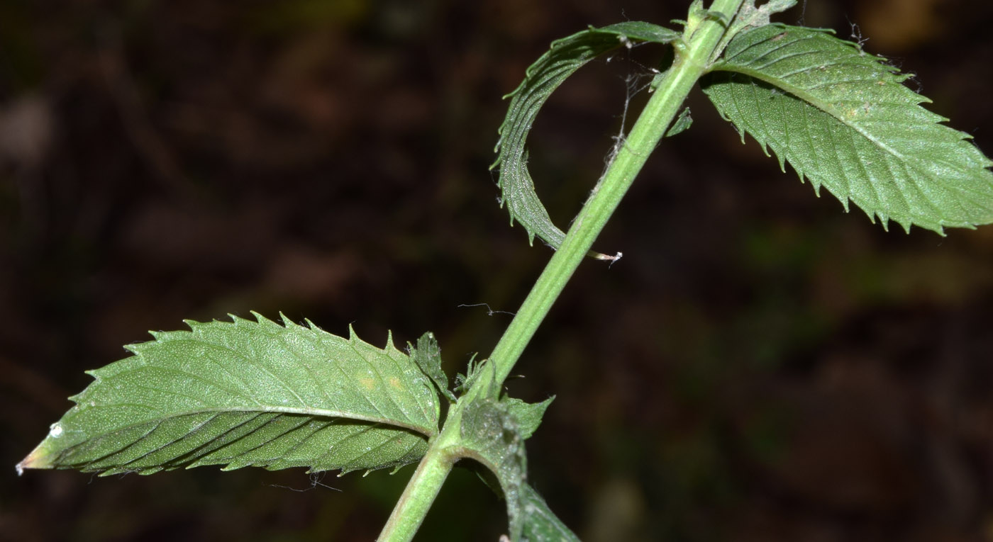 Image of genus Mentha specimen.