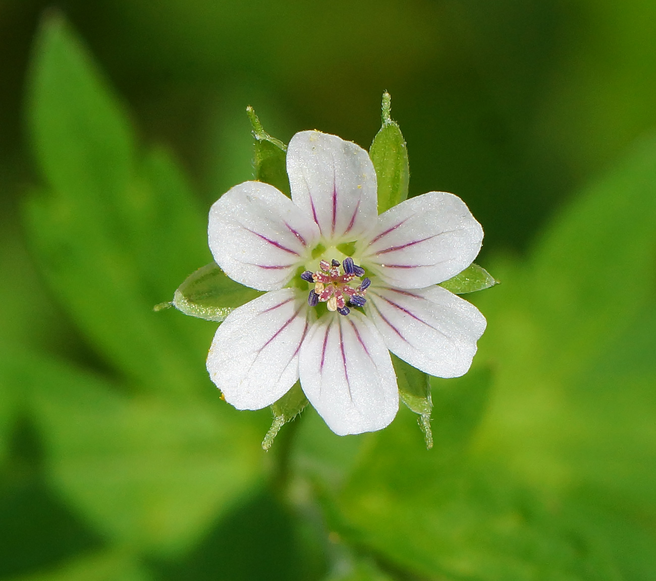 Изображение особи Geranium sibiricum.