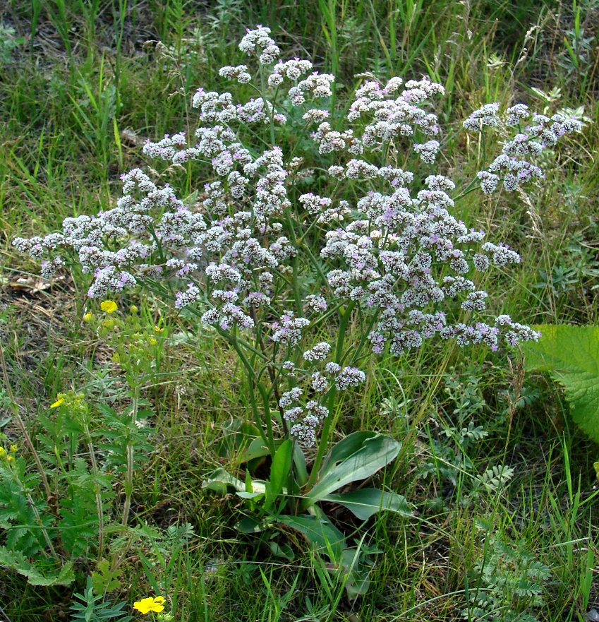 Image of Goniolimon speciosum specimen.