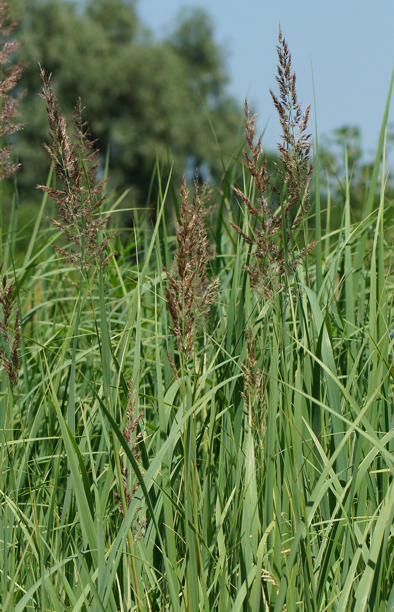 Image of Calamagrostis epigeios specimen.