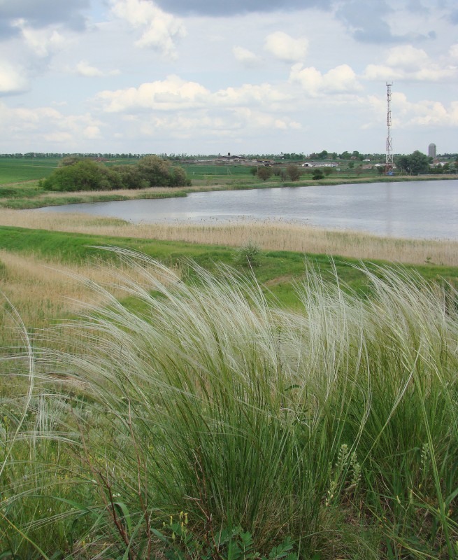 Image of Stipa brauneri specimen.