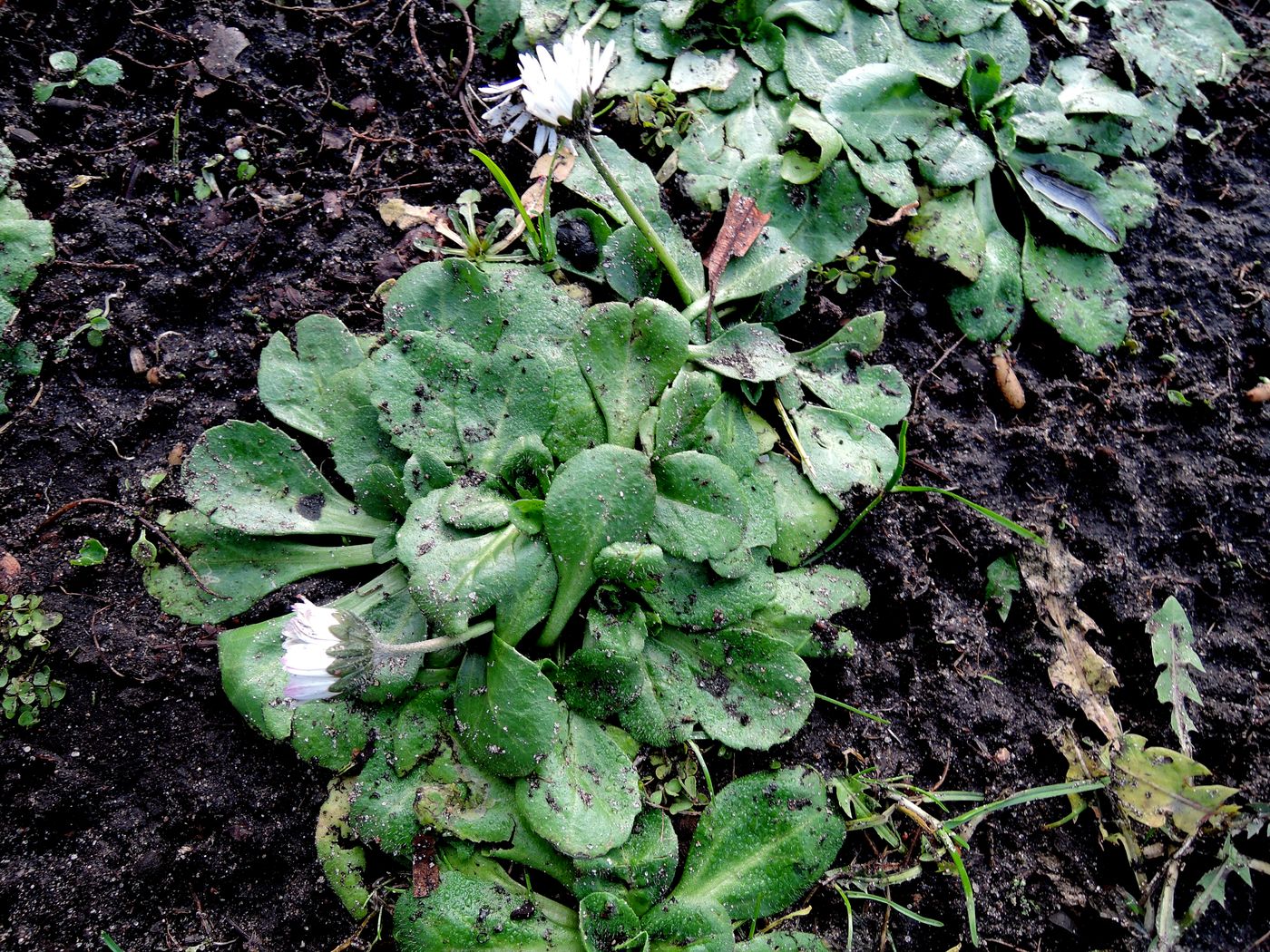 Изображение особи Bellis perennis.