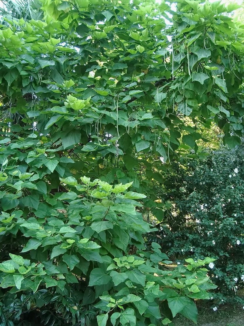 Image of Catalpa bignonioides specimen.