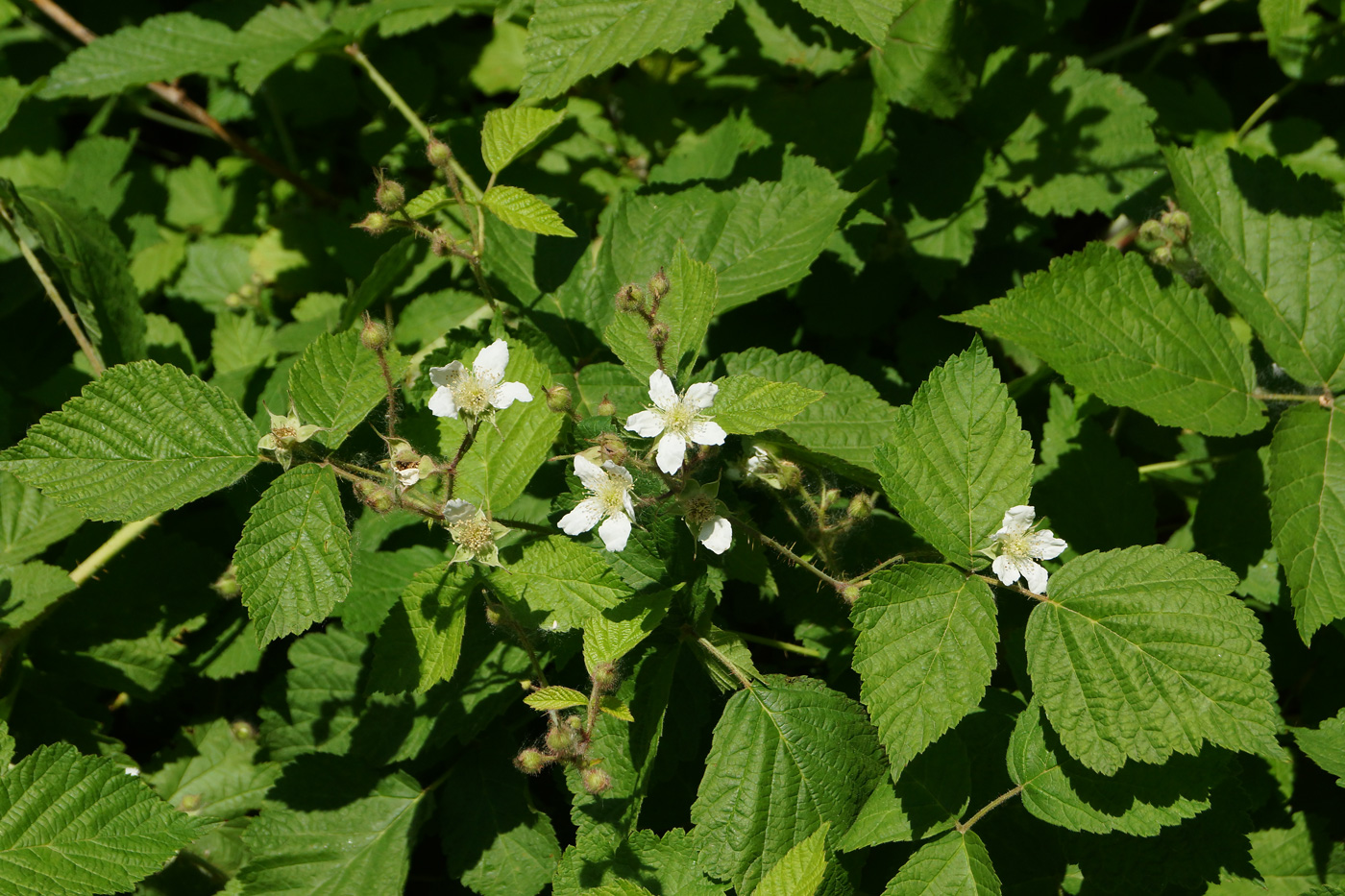 Изображение особи Rubus caesius.