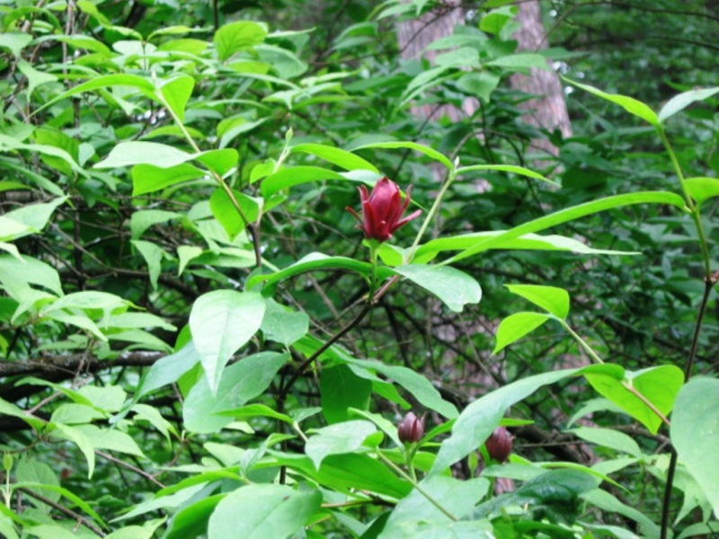 Image of Calycanthus floridus specimen.