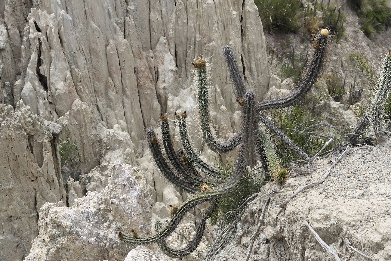 Image of genus Corryocactus specimen.