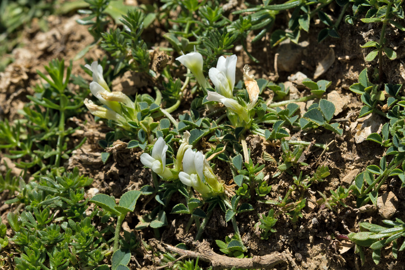 Изображение особи Trifolium uniflorum.