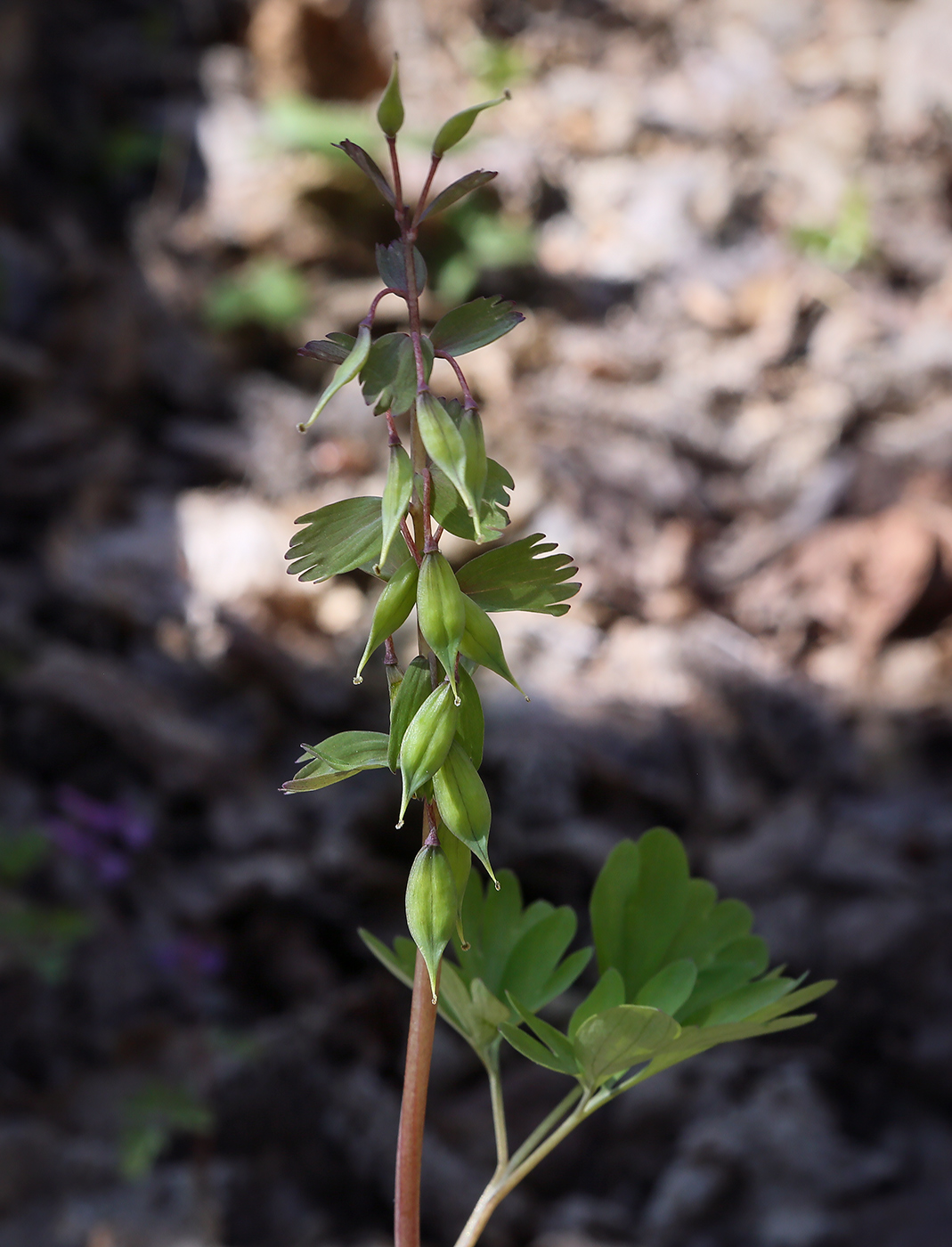 Image of Corydalis solida specimen.