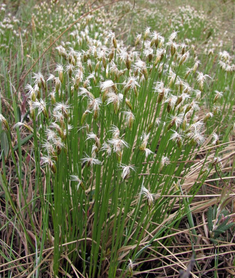 Изображение особи Trichophorum alpinum.