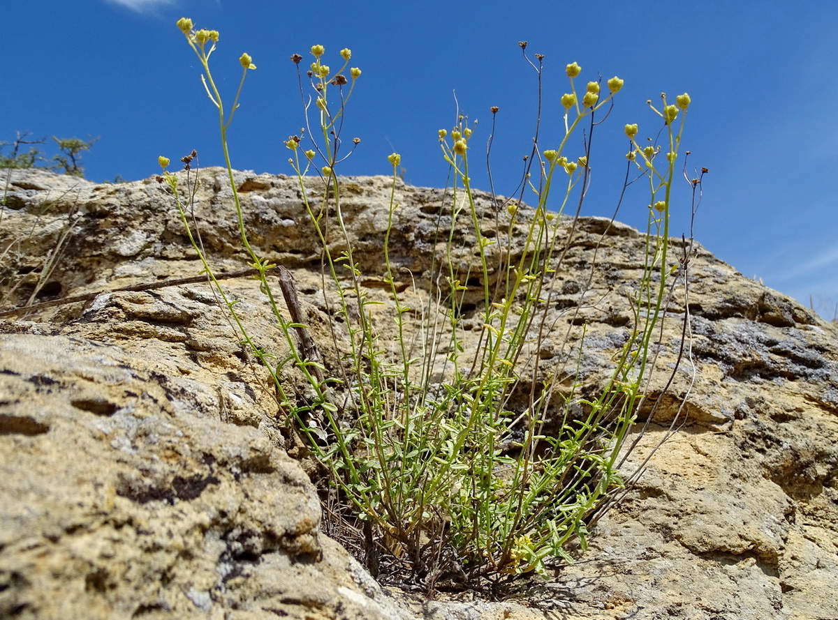 Image of Haplophyllum obtusifolium specimen.