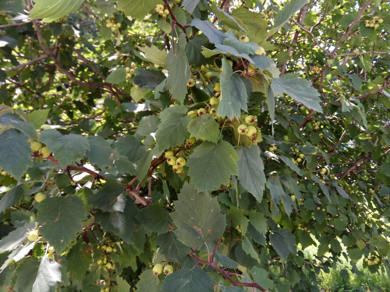 Image of Crataegus submollis specimen.