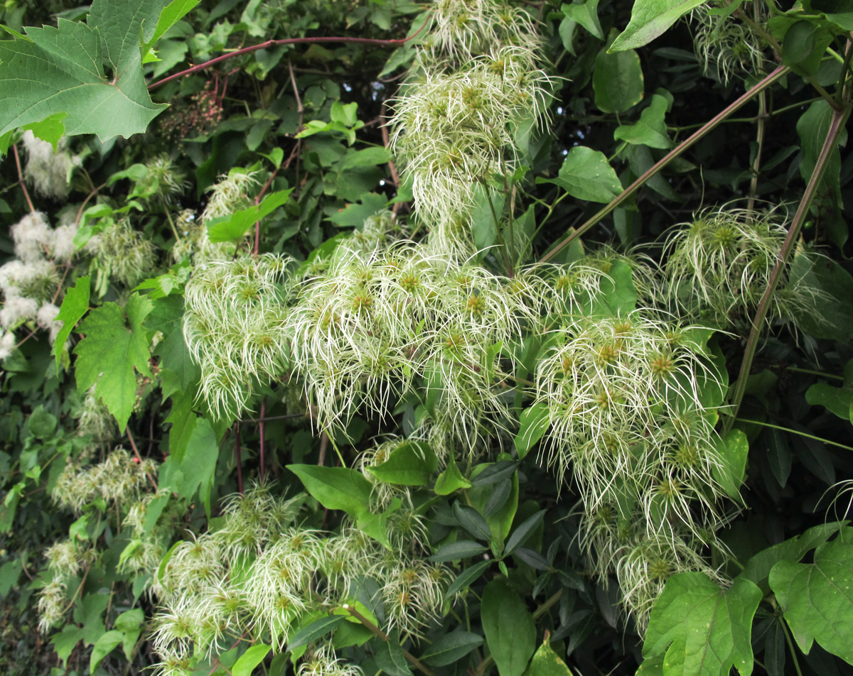 Image of Clematis vitalba specimen.