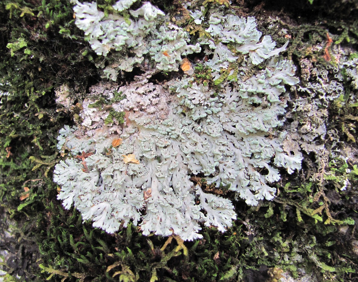 Image of Heterodermia speciosa specimen.