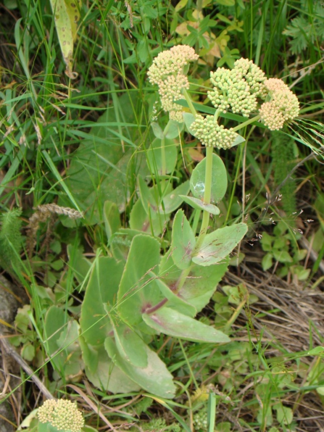 Image of Hylotelephium caucasicum specimen.