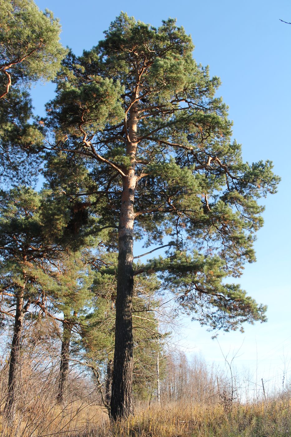 Image of Pinus sylvestris specimen.