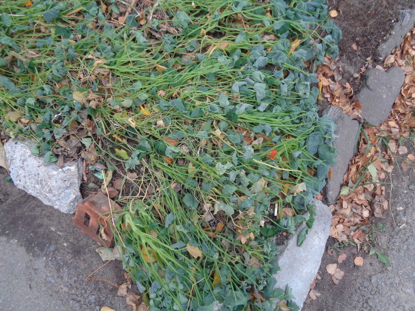 Image of Tropaeolum majus specimen.