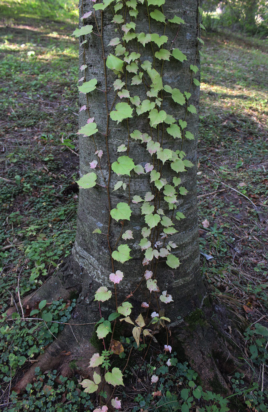 Изображение особи Parthenocissus tricuspidata.