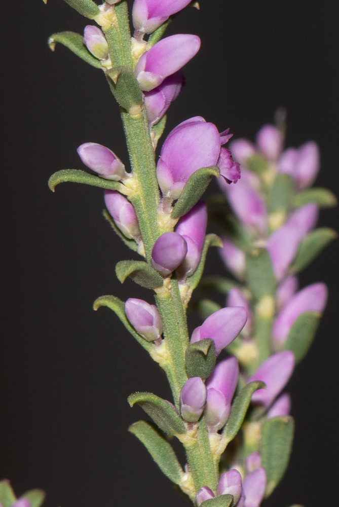 Image of Muraltia spinosa specimen.