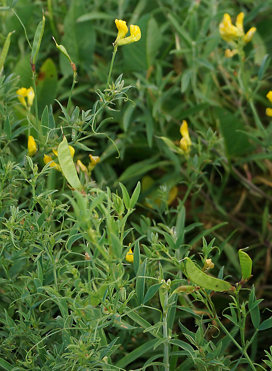 Image of Lathyrus pratensis specimen.