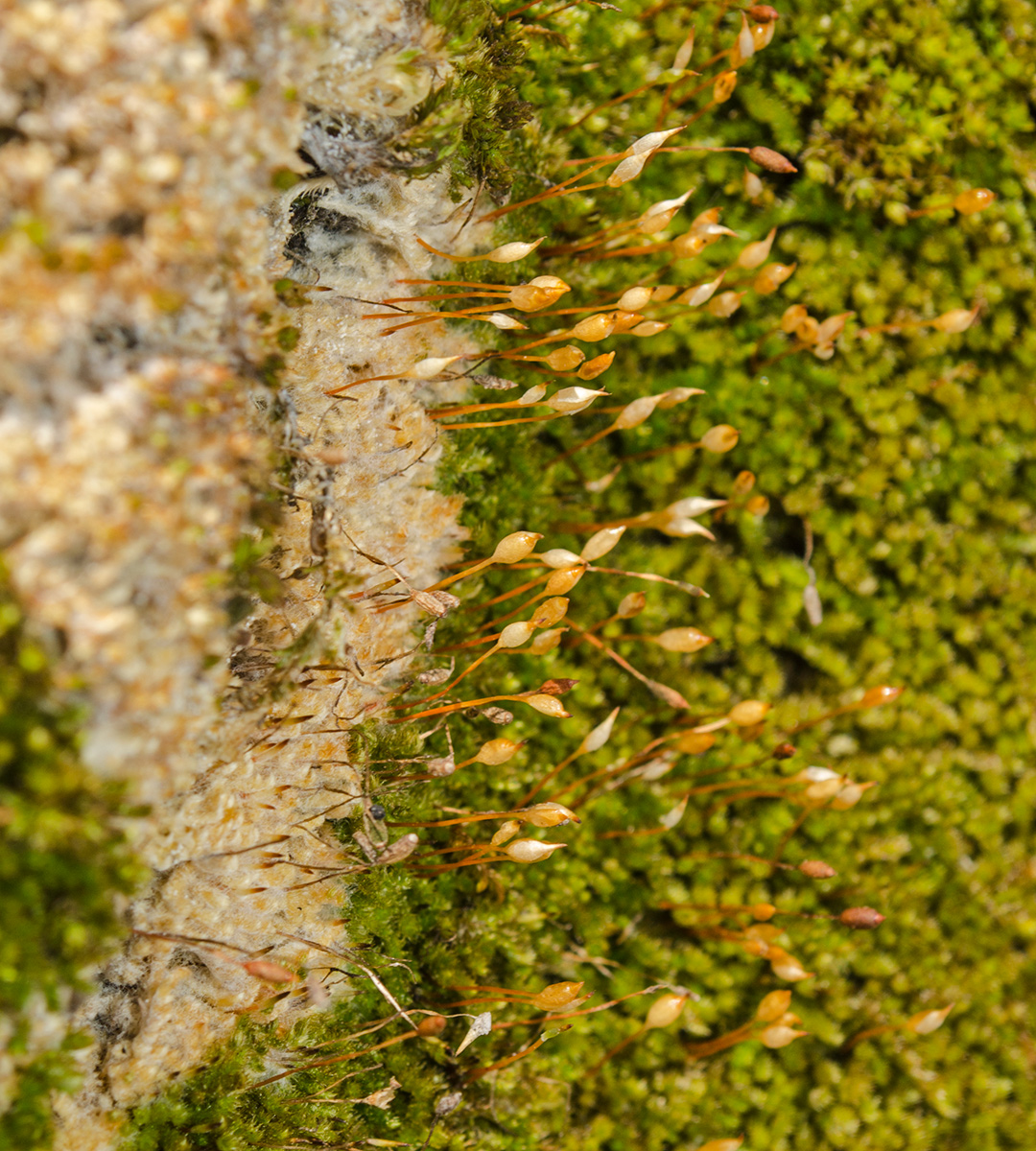 Image of Pylaisia polyantha specimen.