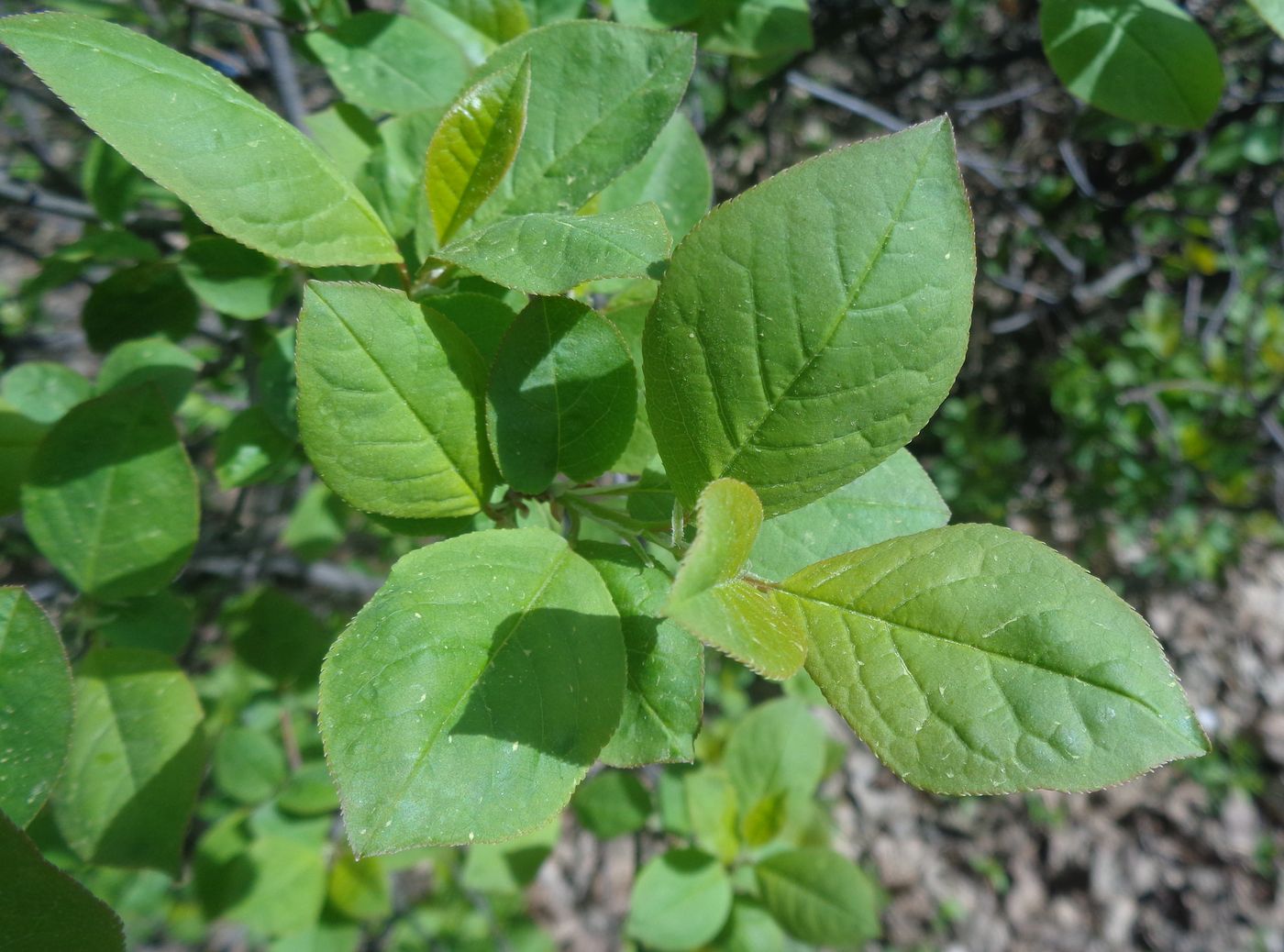 Image of genus Padus specimen.