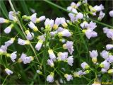 Смотреть изображение род Cardamine