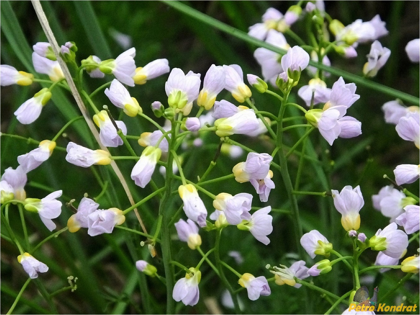 Изображение особи род Cardamine.