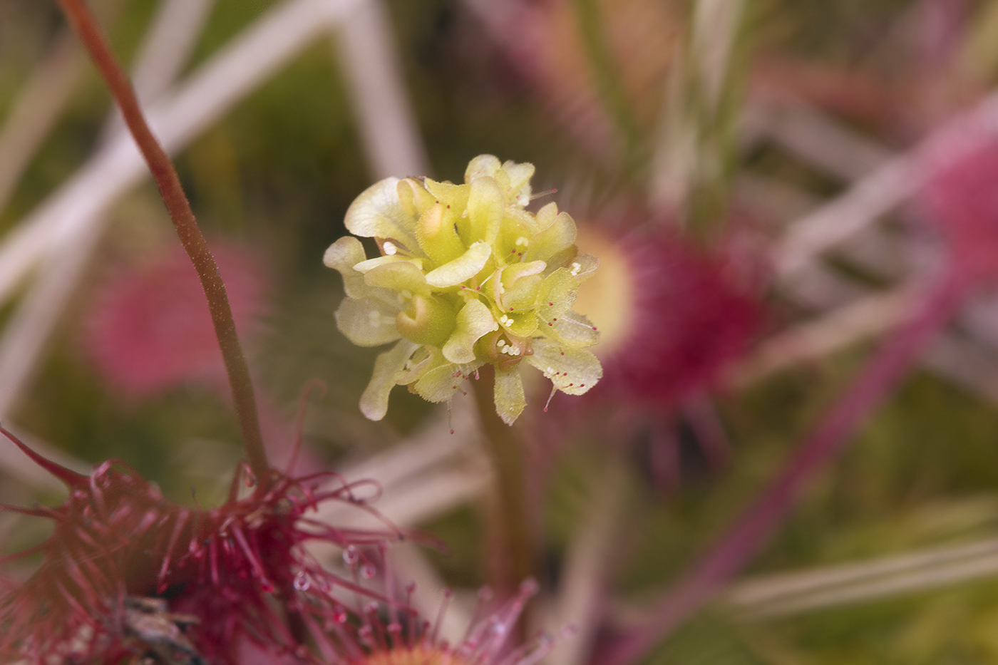 Изображение особи Drosera rotundifolia.