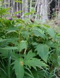 Cirsium kamtschaticum