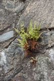 Cystopteris fragilis. Растение на крепостной стене. Финляндия, г. Савонлинна, крепость Олавинлинна, внутренняя часть южной стены. 13.07.2019.