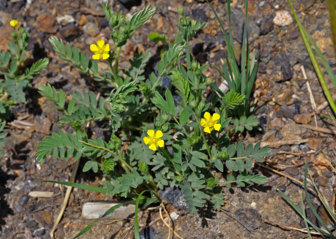 Изображение особи Potentilla bifurca.