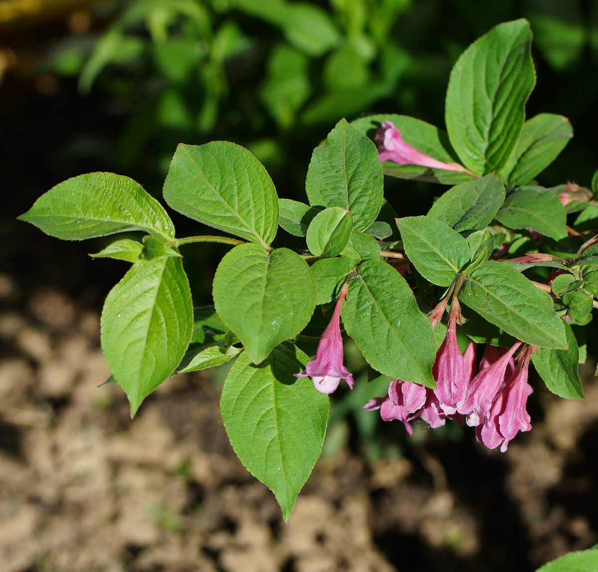 Изображение особи Weigela praecox.