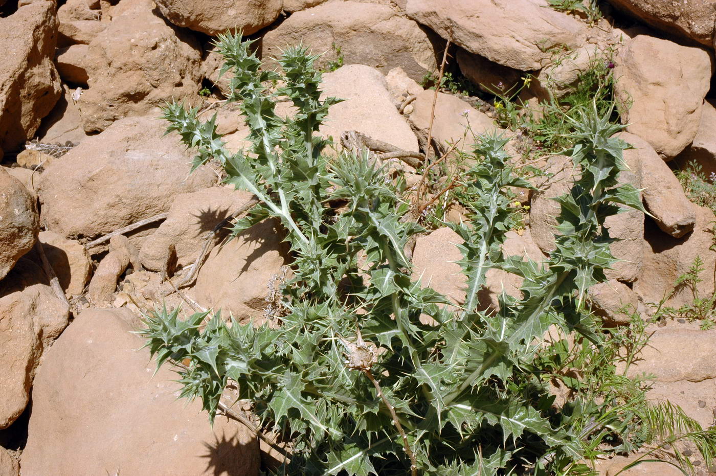 Image of Cousinia onopordioides specimen.