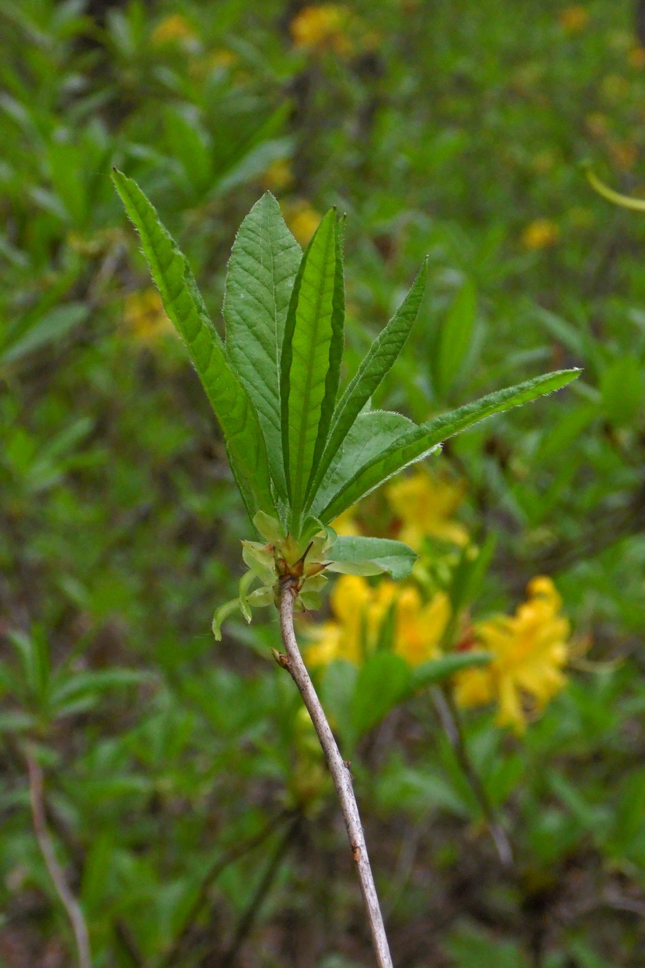 Image of Rhododendron luteum specimen.