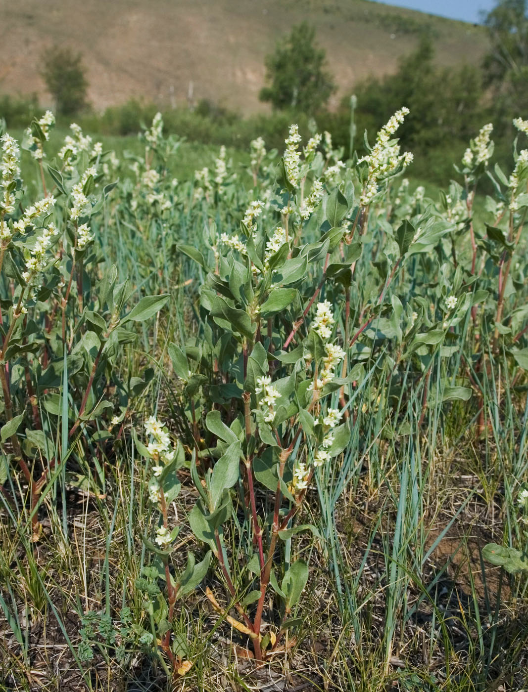 Изображение особи Aconogonon sericeum.