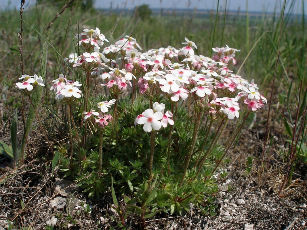 Image of Androsace koso-poljanskii specimen.