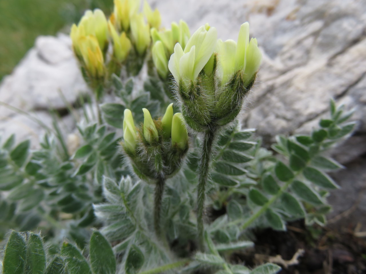 Image of Oxytropis urumovii specimen.