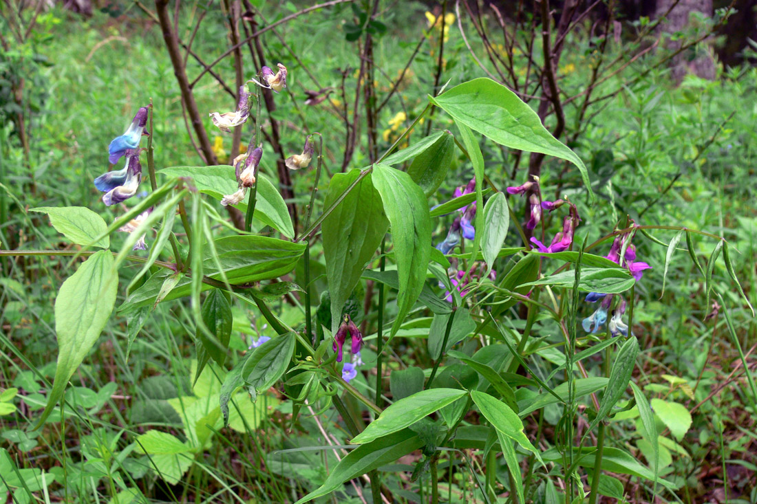 Image of Lathyrus vernus specimen.